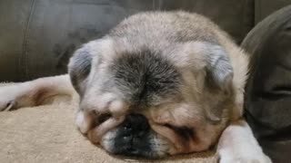 Tyra the pug snoring
