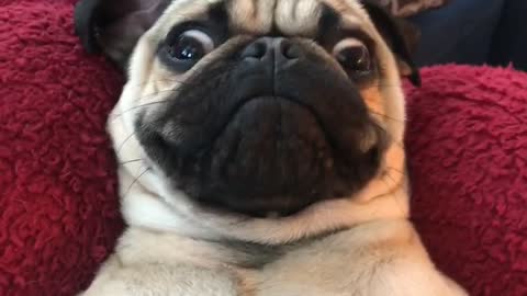 Lazy Pug Raises Head For Treats