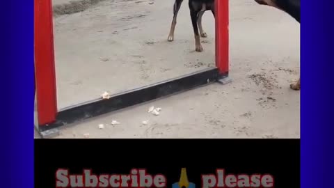 Dogs funny video