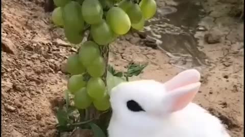 Cute bunny eating grapes off the vine | Cute pet videos