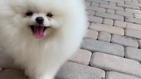 Cute 🐕 dog