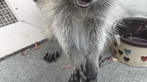 smart raccoon