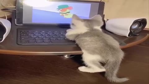 The cat watches Tom and Jerry funny