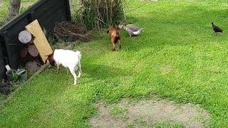 Goosey goosey can I have some bread