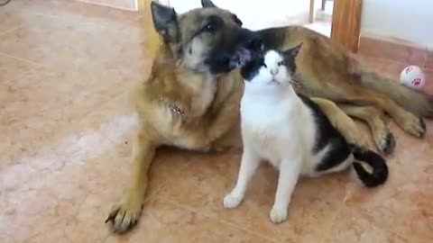 cat dog Funny And Cute Cats Compilation