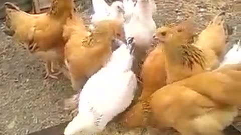 Цыплята chickens домашние животные