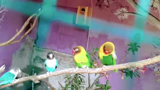 Lovebird are dating | spoil the eyes | bird tricks