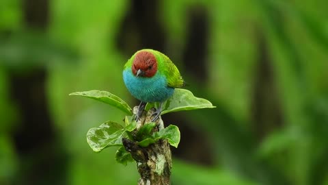 Amazing Colored Bird