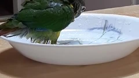 My lovely parrot eats water~