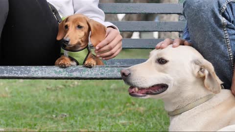 Two dogs resting with their owners on a park bench