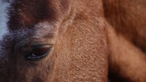 Horse Videos for Kids 2021 | Horse Latest Videos | Horse Ultra HD 4K Videos | Animal Videos