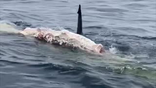 Great Whites Circle Boat and Feed on Whale