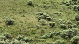 Grizzly Cub at Yellowstone