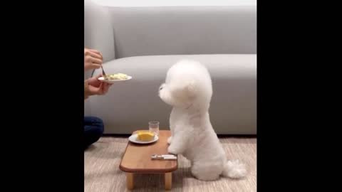Милый щенок кушает cute puppy eating