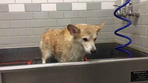 Corgi shaking its body in slow motion