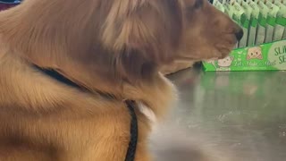 Golden Retriever Catches Snacks