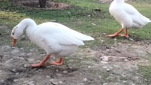 Cute Goose Noises Video By Kingdom Of Awais