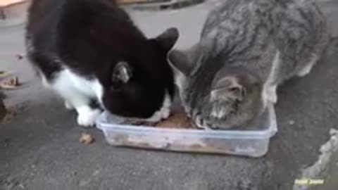 Chunky cats so hungry in the street
