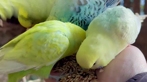 Feeding Tame Budgies #bird #birds #pets #aviary #cute #animal #birdsounds #budgies