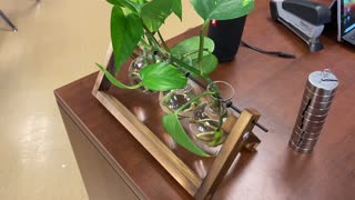 Grow Pothos in Water