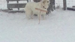 SNOW TIME for FLUFFY PUPPY!!