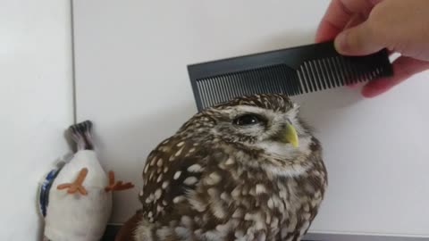 BABY OWL GETTING COMB OOOOO THAT FEELS GOOD