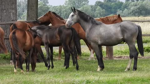 Horses are in the pasture.