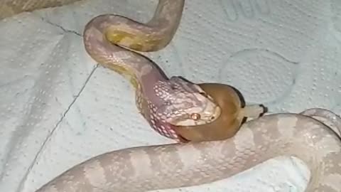 snake eating something curious