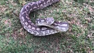 Carpet Python Strikes