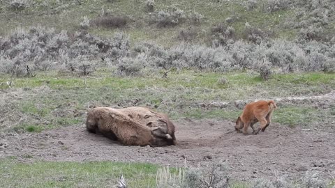 Playful Bison Calf Doesn't Want Its Mama to Rest