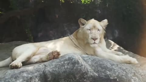 white color rare lion 😮| animals