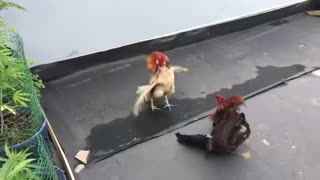 chicken fight
