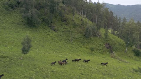 Aerial video of Wild Horses #4k #rumble #rumbleviral #petsTv