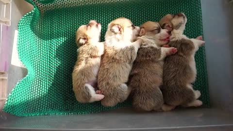 Corgi Babies Sleeping Formation