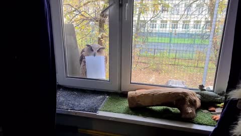 The Owl deliver the letter.