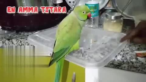 cute parrot angry with me..very funny..