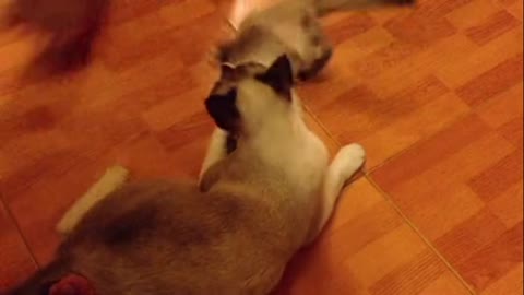 kitten plays with her mother on the floor