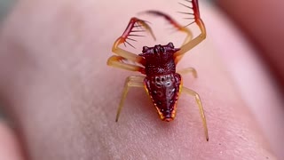 Horned Triangular Spider Scuttles off onto Web