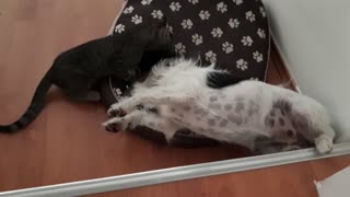 Kitty and dog playing