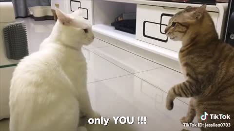 funny and weird talking cats