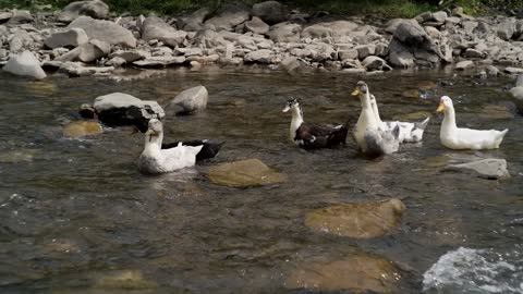 The herd of ducks is swimming on the River in the Mountains