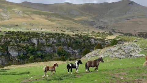 Relaxing views of horses in the mountain