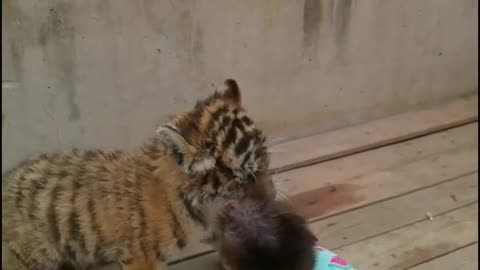 Cute little baboon playing with little tiger