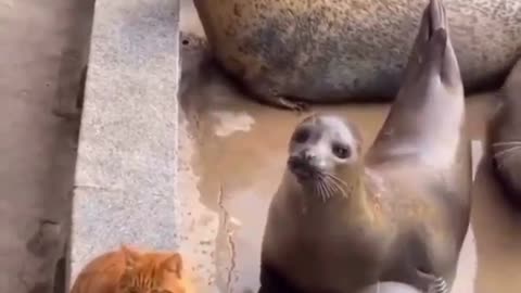 Funny cat with sealion