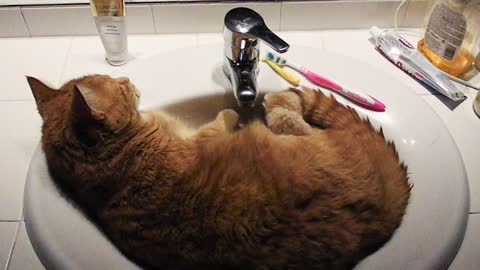 Cat decides to chill out in bathroom sink