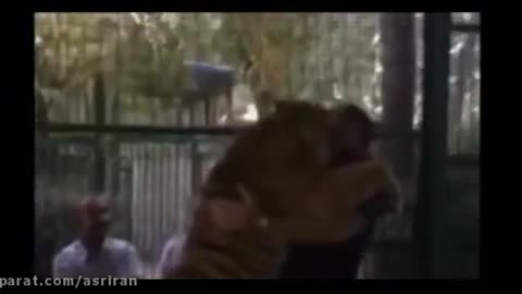 Iran's strongest man with a tiger in Mashhad zoo