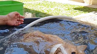 Corgi Learning How to Swim at Bath Time