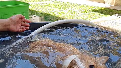 Corgi Learning How to Swim at Bath Time