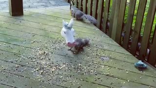 Squirrels Use Unicorn Head Feeder