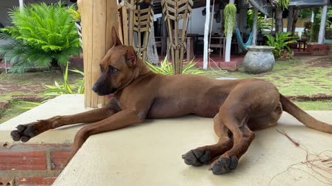 a brown dog lying on a concrete floor There are several dogs